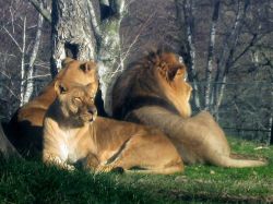 Il Safari Park di Pombia, provincia di Novara (Piemonte) - © Cash2013 - CC BY-SA 3.0 - Wikipedia