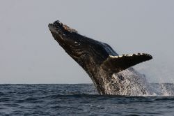 Il salto di una megattera a Hervey Bay, Australia. Questi giganteschi cetacei sono in grado di compiere spettacolari evoluzioni acrobatiche. 
