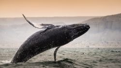 Il salto di una megattera a Los Organos, Piura, Perù. La suggestiva immagine di un esemplare di questo cetaceo oggi quasi in via di estinzione.
