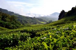 Il tè a Sungai Palas, Malesia: questa piantagione è probabilmente la più famosa delle Cameron Highlands, quella che compare spesso nelle cartoline o nei cataloghi delle ...