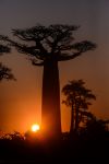 Il tramonto spettacolare nella Baobab Avenue in Madagascar.