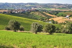 Il verde delle colline di Atri in Abruzzo, provincia di Teramo