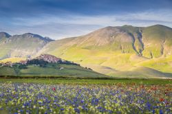 Il villaggio di Castelluccio di Norcia e Piano Grande durante la stagione della fioritura, Umbria, Italia - © Stefano Termanini / Shutterstock.com