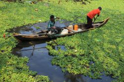 Una piccola imbarcazione sulle backwaters di Alleppey, India. I trasporti via acqua sono il principale modo di spostarsi in questa zona del Kerala - foto © AJP / Shutterstock.com
 ...