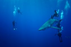 Il loro dorso è blu scuro, più chiaro sui fianchi e con il ventre bianco. La verdesca o squalo azzurro appartiene alla famiglia Carcharhinidae che abita acque profonde e temperate ...