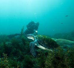 Tartaruga verde a Ras al Jinz in Oman - Copyright ...