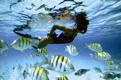 Immersioni a Barbados: questa isola è celebre per alcuni diving sites, insuperabili pre trasparenza delle acque - Fonte: Barbados Tourism Authority