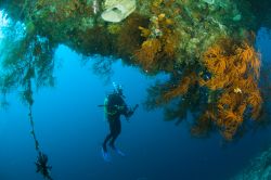 Immersioni a Sulawesi, Indonesia. Le acque dell'arcipelago sono ricche di fondali spettacolari molto aprezzati dai subacquei di tutto il mondo - foto © fenkieandreas / Shutterstock.com ...