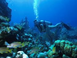 Diving a Turks and Caicos: per le sue acque trasparenti, e i fondali ancora perfettamente intatti, le acque di questo arcipelago richiamano ogni anno migliaia di appassionati, da ogni angolo ...