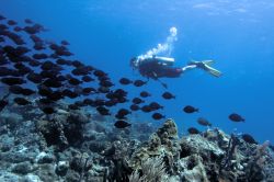 Immersioni Curacao, Antille Olandesi