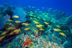 Gruppo di dentici a Cayo Largo, Cuba. Le acque del Mare dei Caraibi sono ricche di vegetazione e ospitano nei pressi di quest'isola una spettacolare barriera corallina.



