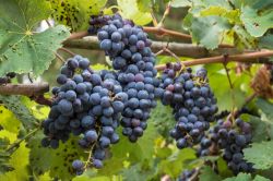 Impruneta, Toscana: la Festa dell'Uva celebra la produzione vincola della zona a ridosso di Firenze