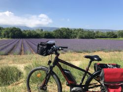 Le distese di lavanda del Luberon da scoprire sulle due ruote - © VLP 1