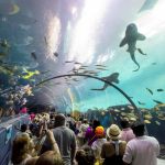 Interno dell'Acquario di Atlanta, Georgia. Visitatori fotografano i pesci che abitano in questa grande vasca d'acqua - © f11photo / Shutterstock.com