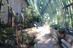 Interno di una serra nello storico giardino botanico di Montpellier, Occitania (Francia). Lungo la parete sono esposti numerosi esemplari di cactus - © BOULENGER Xavier / Shutterstock.com ...