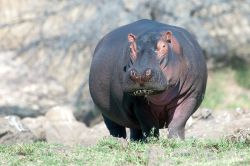 L'aspetto tozzo degli ippopotami non deve ingannare: in caso di necessità possono caricare o scappare correndo sino ad una velocità di 30 chilometri orari. Quando escono dall'acqua ...