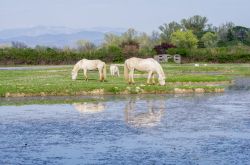 Isola della Cona, il parco naturale della Foce del fiume Isonzo in Friuli Venezia Giulia