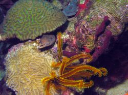 Isola di Dominica (Caraibi): una murena vicino a un esemplare di Golden Crinoid e a coralli:. Siamo nel sito di immersioni di Coral Gardens South nei pressi di Soufriere.
