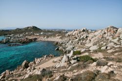 Isola di Lavezzi, Corsica: meta ideale per le immersioni e gli appassionati di snorkeling. Qui, durante le immersioni, è possibile incontrare esemplari di cernia bruna a una profondità ...