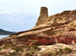Isola Rossa, Corsica: una torre genovese  sulla costa settentrionale dell'isola