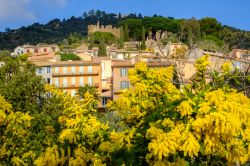 Vista panoramica di Bormes les Mimosas e il castello medievale, durante la fioritura delle mimose alla fine dell'inverno. Costa Azzurra,Francia