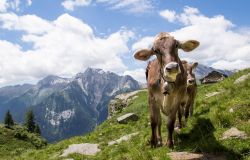 Itinerario in Svizzera sulla strada della transumanza e del formaggio di malga. E' uno dei percorsi enogastronomici e turistici più apprezzati del territorio svizzero che accompagna ...