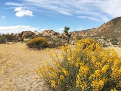 Joshua Tree National Park vicino a Palm Springs in California.