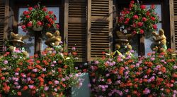 Il dettaglio di un balcone nella cittadina di Kaysersberg, in Alsazia. Il borgo fu insignito del titolo di "città fiorita" negli anni Ottanta - foto © Pack-Shot / Shutterstock.com ...