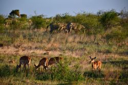 Kenya, Tsavo East National Park: gli erbivori convivono pacificamente nella savana. In questo caso un gruppo di impala femmine e di zebre brucano l'erba a poca distanza le une dalle altre. ...