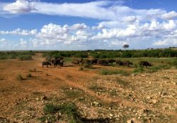 Una mandria di bufali risale dalle acque del Galana River dove si è appena dissetata. Siamo in Kenya, durante il safari nello Tsavo East National Park.