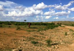 Safari in Kenya: un elefante dello Tsavo Est non gradisce la nostra presenza e ce lo fa capire chiaramente dirigendosi minaccioso verso di noi.