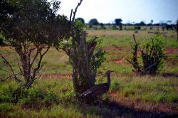 Kenya: il safari è un'esperienza fantastica perché offre la possibilità di vedere i grandi mammiferi africani, ma lo Tsavo National Park è popolato anche da oltre ...