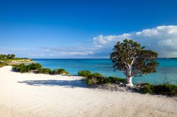 La bella costa dell'isola di Exuma, Bahamas. Un tratto del litorale che si affaccia sugli oltre 190 chilometri di oceano dalle tonalità cristalline.



