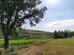 La campagna di Moncalvo in Piemonte, tra vigneti e tartufaie