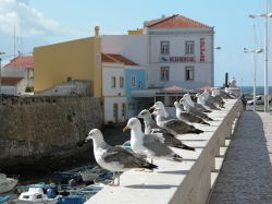 La città di Peniche, Portogallo. Un gruppo di gabbiani seduti sul bordo di un muro con edifici sullo sfondo. 
