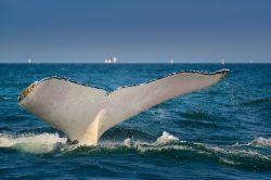 La coda di una megattera dopo un salto nelle acque dell'Oceano Pacifico a Los Organos, Piura, Perù.
