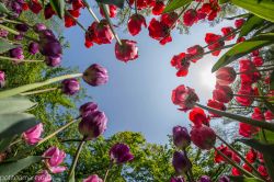 La colorata fioritura a Messer Tulipano di Pralormo in Piemonte - © PotitoAmarena LD