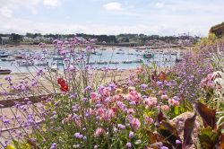 La costa della Bretagna ricoperta di fiori colorati vicino a Ploumanac'h (Francia) 