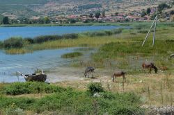 La costa di Qeparo in Albania: alcuni asini in riva al mare - © Ilona Roco / Shutterstock.com