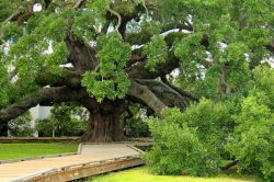 La famosa e gigantesca quercia di Jacksonville, in Florida