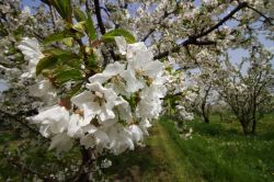 La Fioritura dei Ciliegi a Vignola, Emilia-Romagna