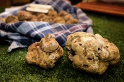 La Fiera del Tartufo di Asti uno degli eventi più importanti del Piemonte