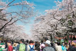 La fioritura dei ciliegi nel parco Ueno di Tokyo in Giappone - © beibaoke / Shutterstock.com