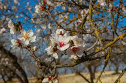 La fioritura dei ciliegi nella zona di Graniti in Sicilia. Il dolce frutto viene celebrato con una festa a tema