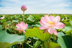 La fioritura del loto sul fiume Mincio a Curtatone