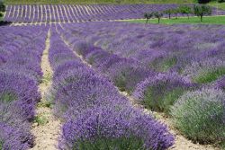 La fioritura della lavanda in Piemonte: siamo a Demonte in provincia di Cuneo.