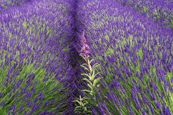 La fioritura della Lavanda in Provenza vicino a Valreas in Francia 