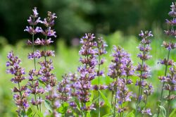 La fioritura della salvia al Lavandeto di Assisi in Umbria