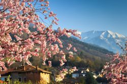 La Fioritura delle mele e delle albicocche a Silandro in Alto Adige