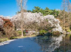 La fioritura di ciliegi al Parco Shinjuku Gyoen a Tokyo